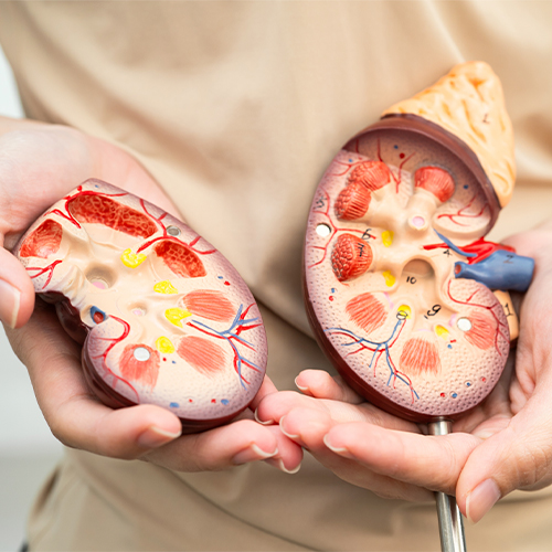 Mãos segurando dois modelos anatômicos de rins humanos, com vasos e estruturas internas visíveis, representando saúde renal.