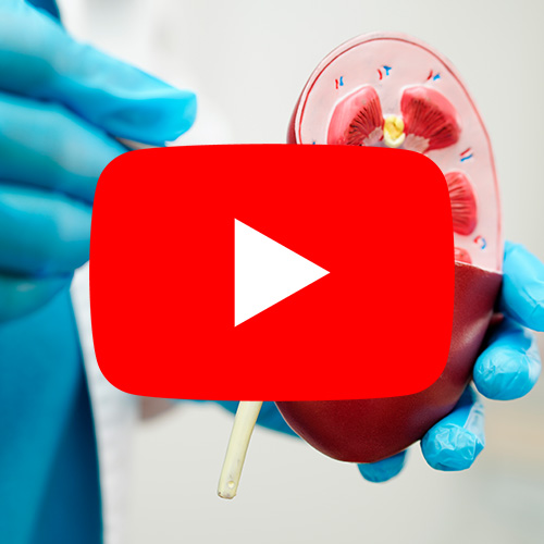 Modelo anatômico de rim humano sendo segurado por mãos com luvas, representando a estrutura renal e a função dos rins.