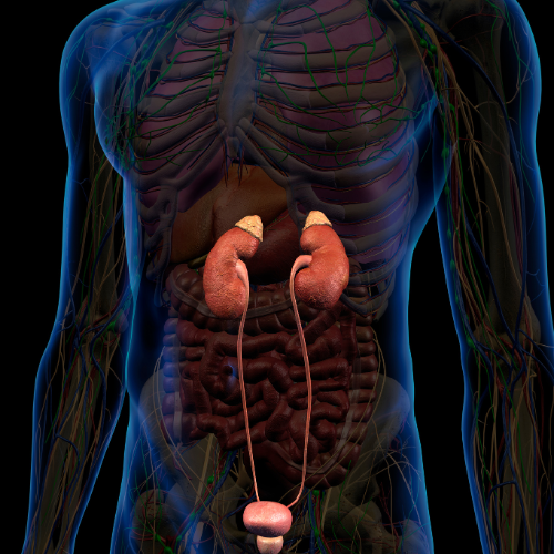 Ilustração anatômica do tronco humano destacando os rins, ureteres e bexiga, com sistema urinário em evidência dentro do corpo.