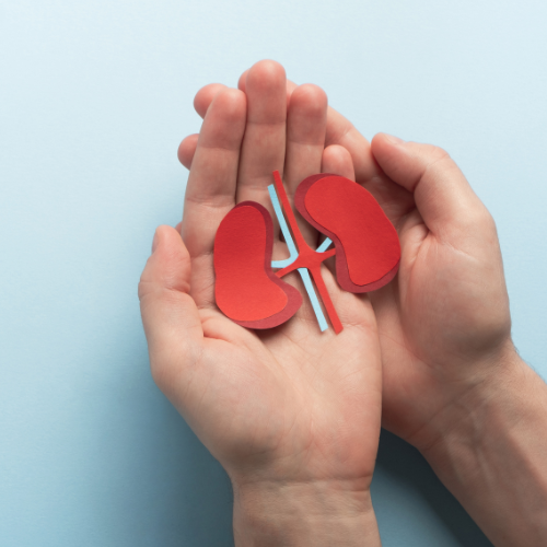 Mãos em concha segurando modelo vermelho dos rins, simbolizando cuidado, proteção e atenção à saúde renal.
