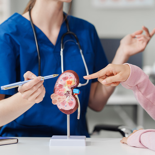 Profissional de saúde com estetoscópio apontando para um modelo anatômico de rim, enquanto uma pessoa aponta para a mesma estrutura durante uma consulta.