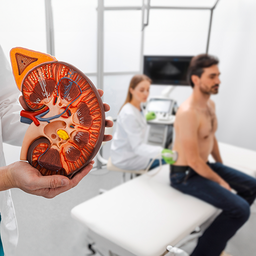 Profissional de saúde segurando um modelo anatômico de rim em primeiro plano, enquanto outro profissional realiza exame em um paciente sentado ao fundo do consultório.